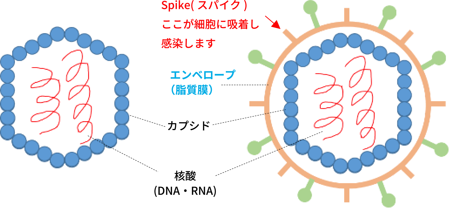 ウイルスの感染について